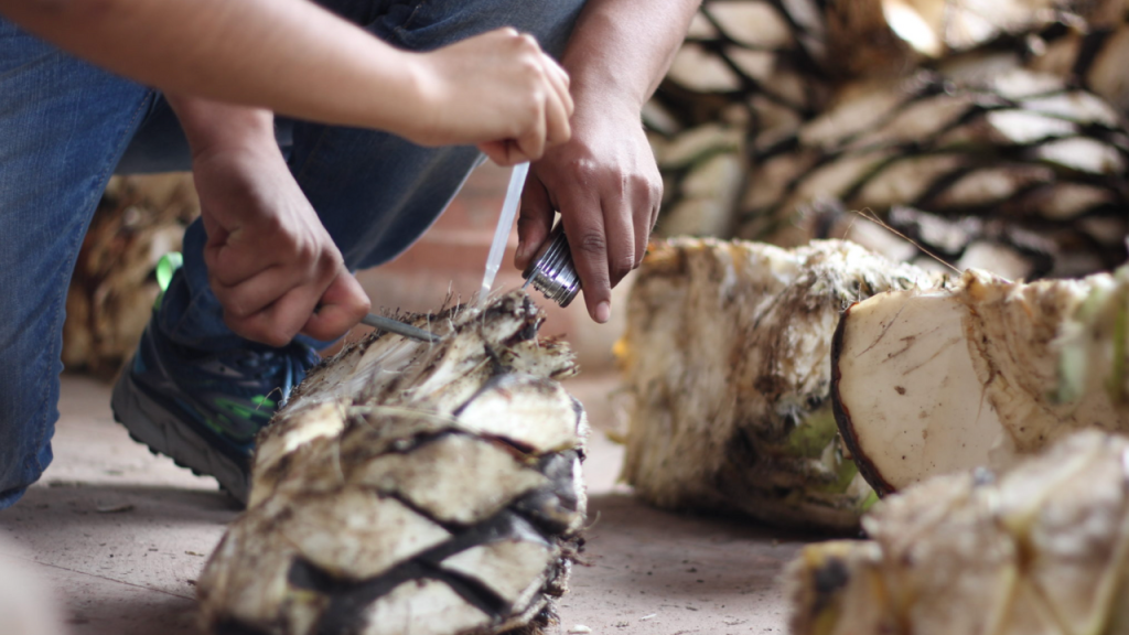 El Sotol, el Bacanora y la Raicilla son prueba de la diversidad y riqueza de los licores mexicanos.