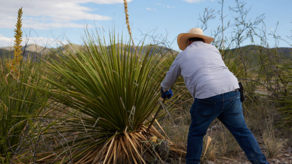 El Sotol, conocido como "El sabor del desierto", tiene su denominación de origen en Chihuahua, Coahuila y Durango.