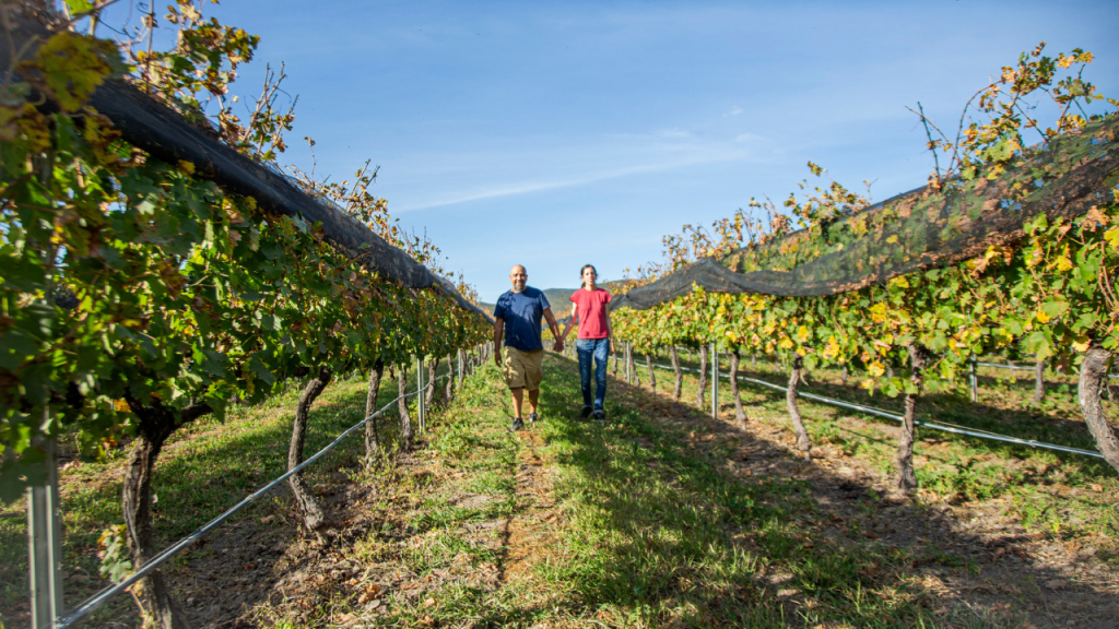 Finca Sala Vivé by Freixenet, líder en vinos espumosos.