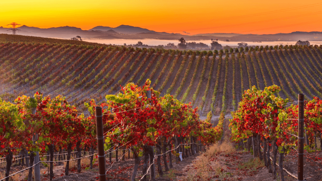 La historia del vino en Napa Valley comienza a mediados del siglo XIX.