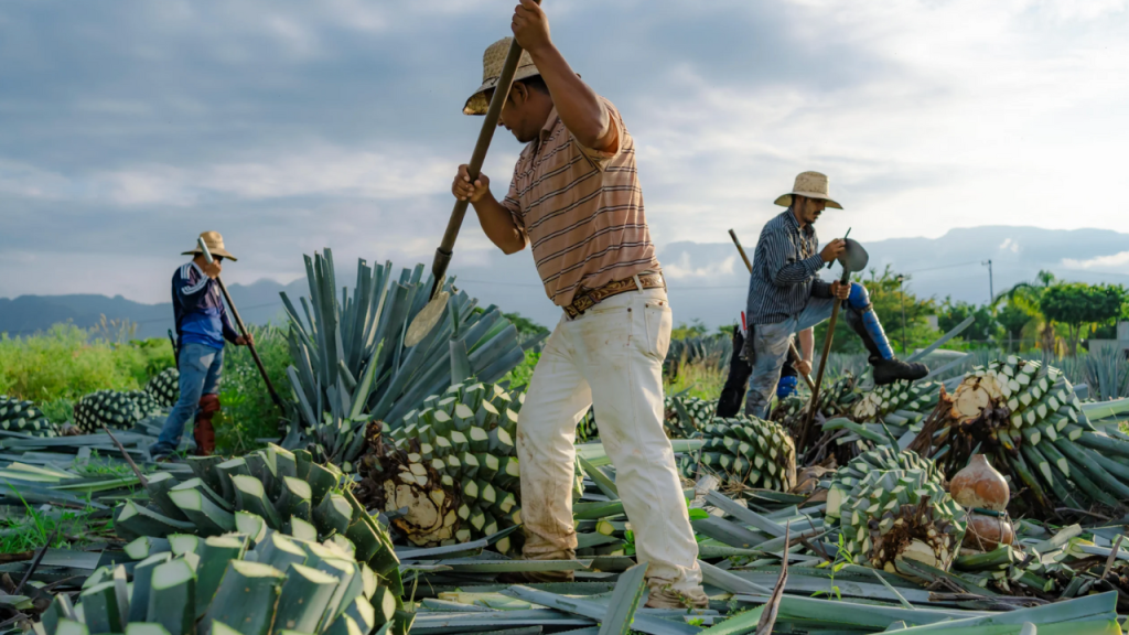 Originaria de Sonora, el Bacanora se produce con el Agave Pacífica.