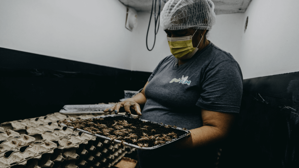 El impacto ambiental de la producción de grillos es mínimo en comparación con la ganadería tradicional.