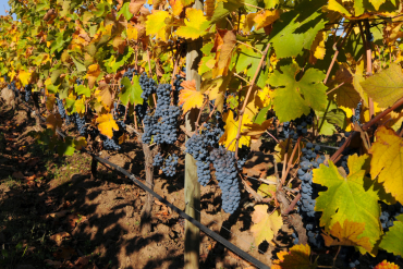 La mayor frecuencia de eventos climáticos extremos están afectando directamente la calidad y producción del vino.