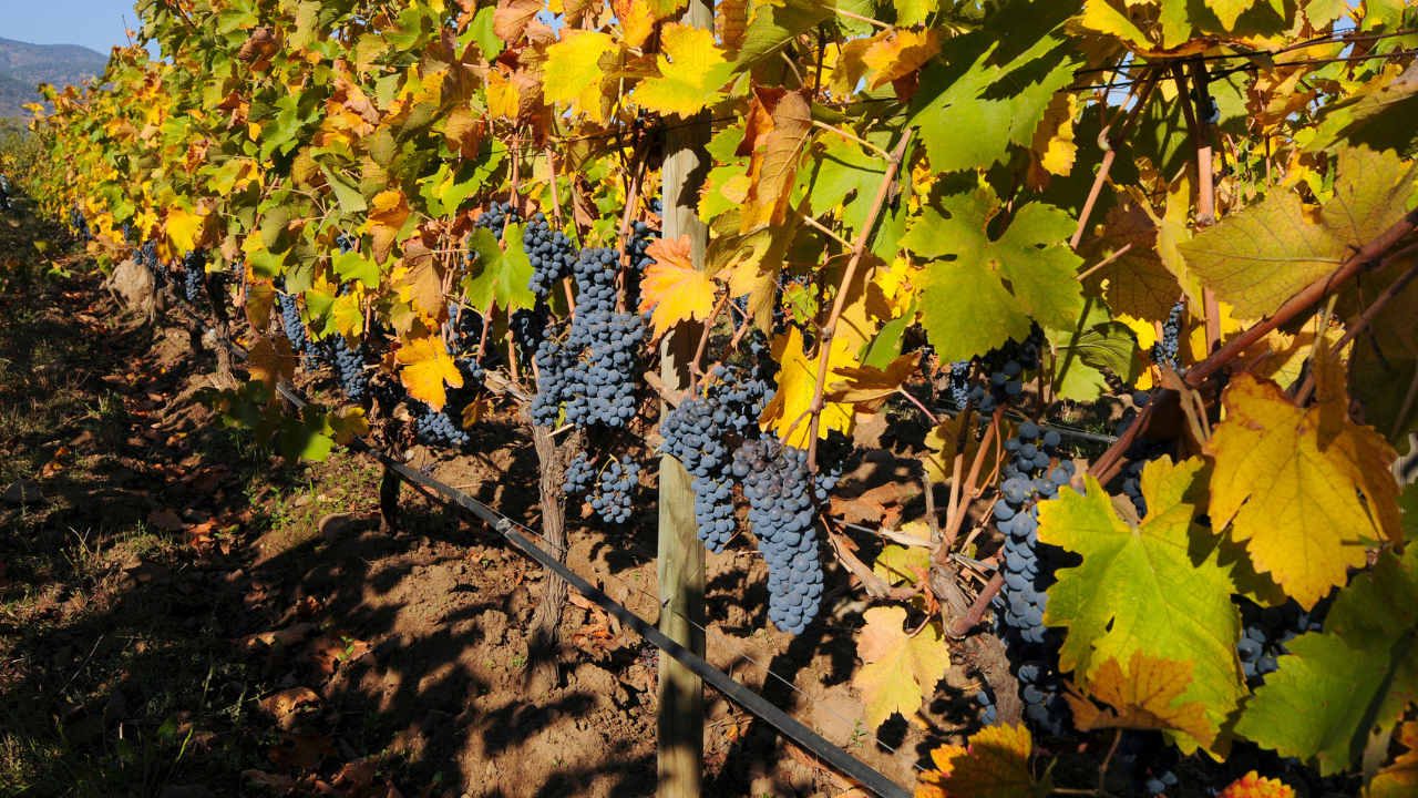 La mayor frecuencia de eventos climáticos extremos están afectando directamente la calidad y producción del vino.