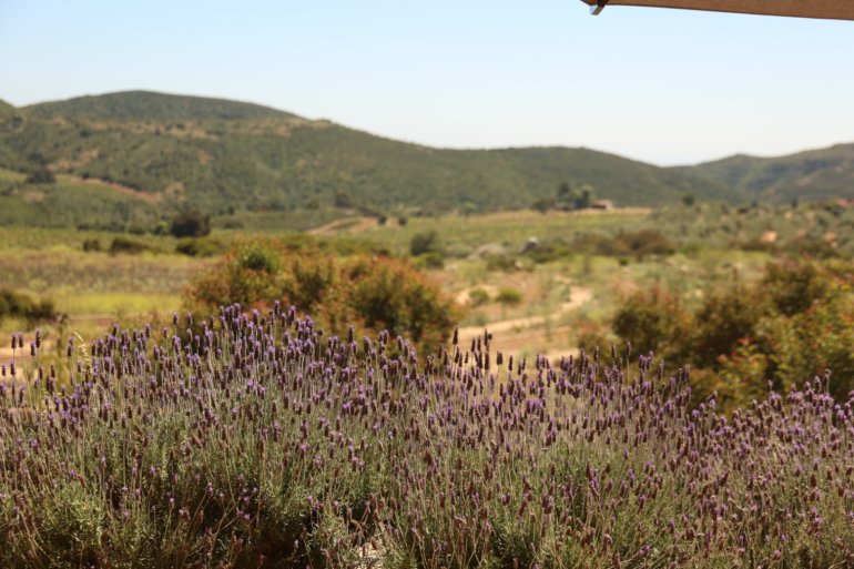 El Valle de Guadalupe, en Baja California, se ha consolidado como el destino gastronómico por excelencia en México.