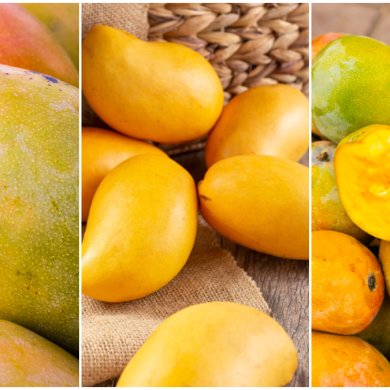 tipos de mangos