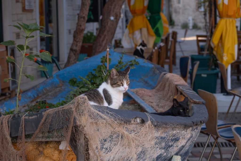 Gatos en Estambul