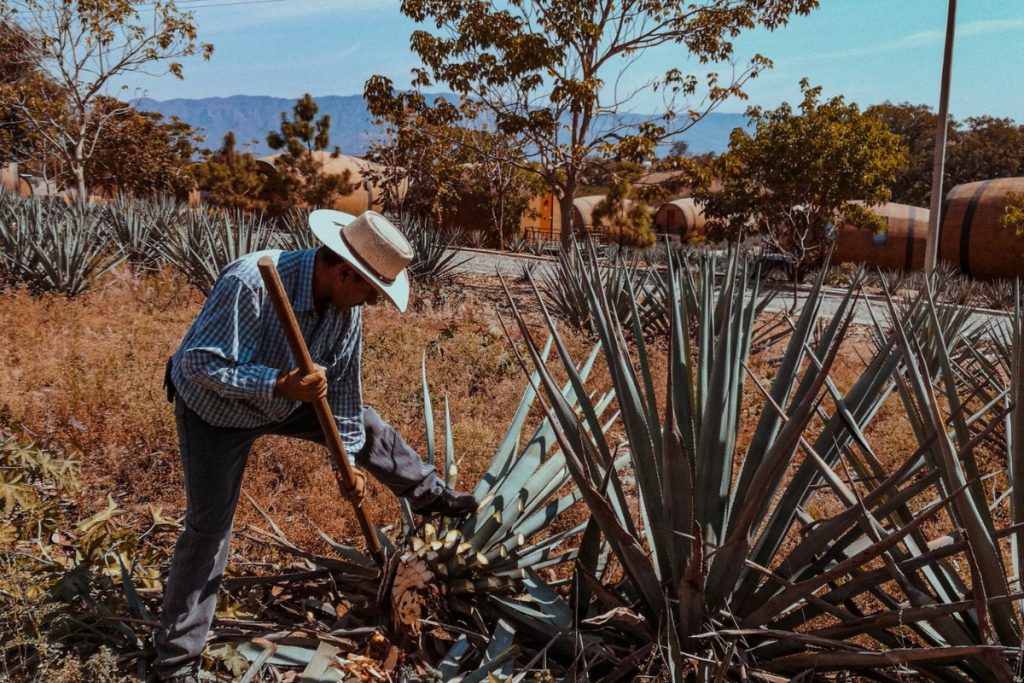 Agave