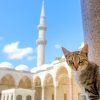 Gatos en Estambul