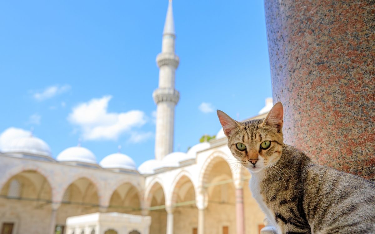 Gatos en Estambul