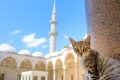 Gatos en Estambul