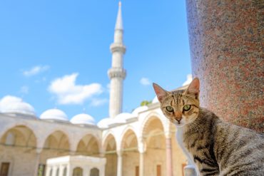 Gatos en Estambul