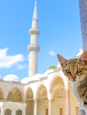 Gatos en Estambul