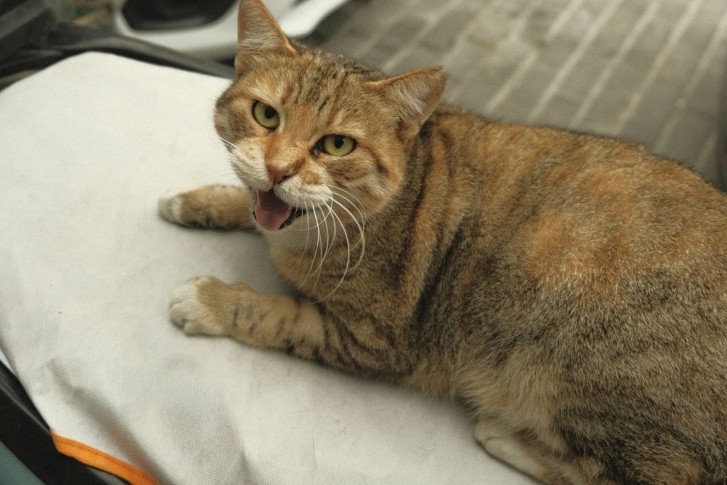 Gatos en Estambul