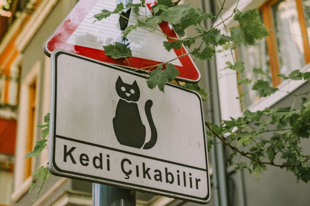 Gatos en Estambul