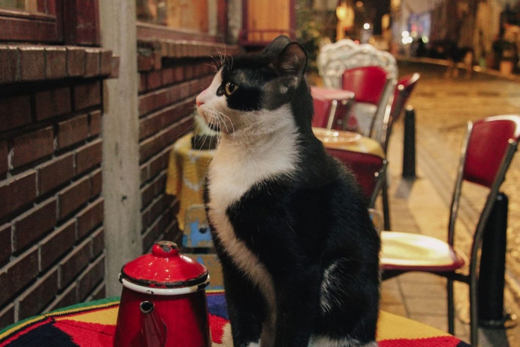 Gatos en Estambul
