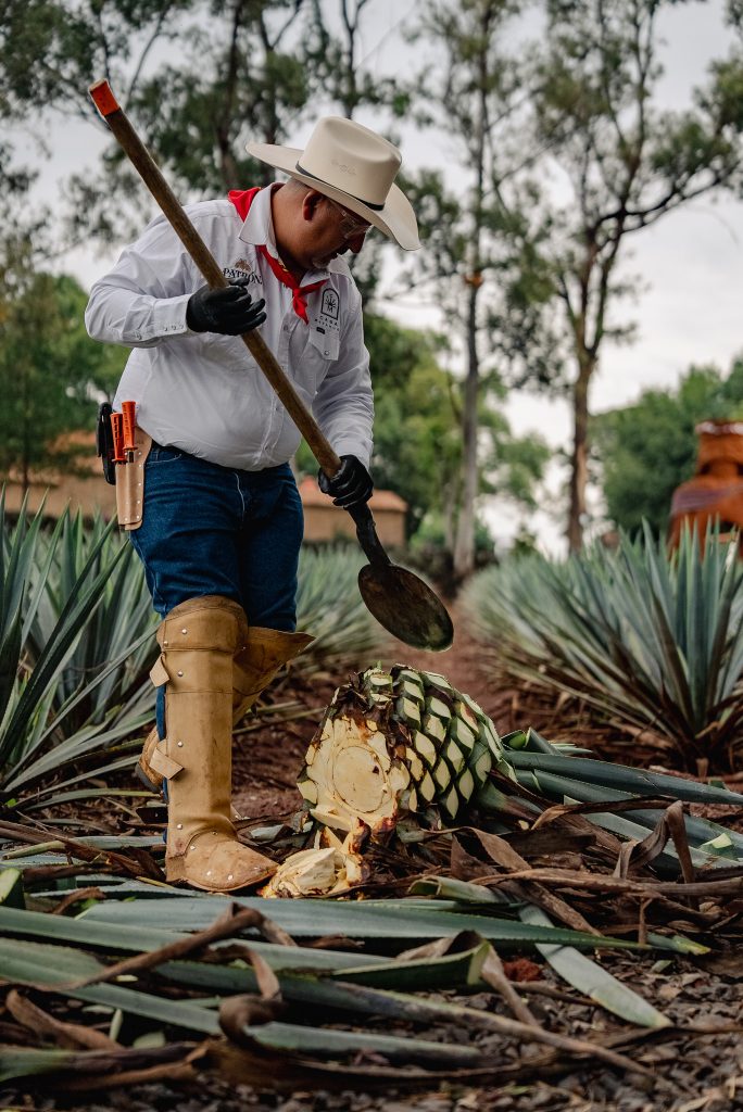 Hacienda Patrón
