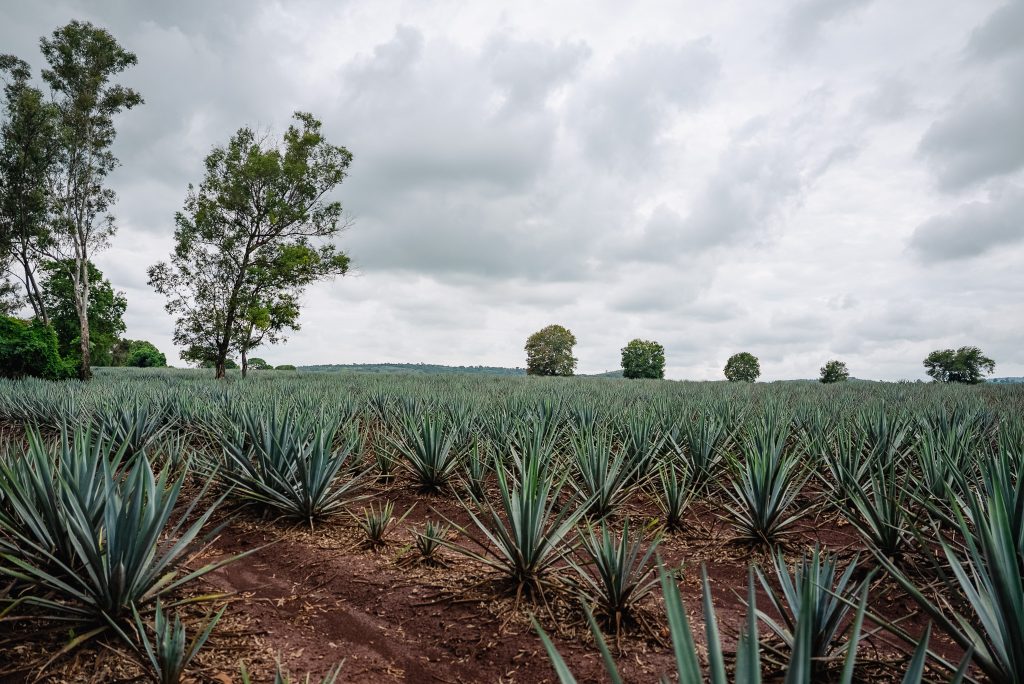 Hacienda Patrón